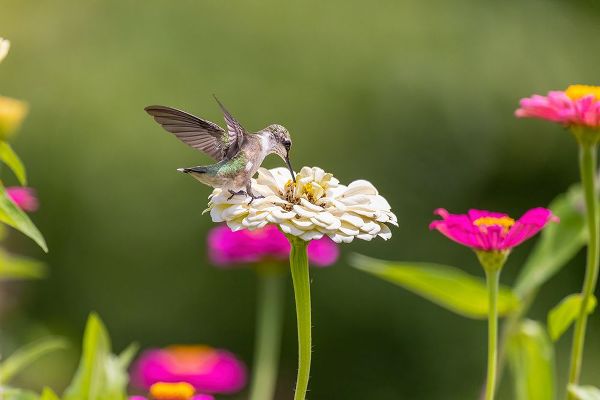 Day, Richard and Susan 아티스트의 Ruby-throated hummingbird작품입니다.